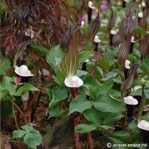 Arisaema sikokianum