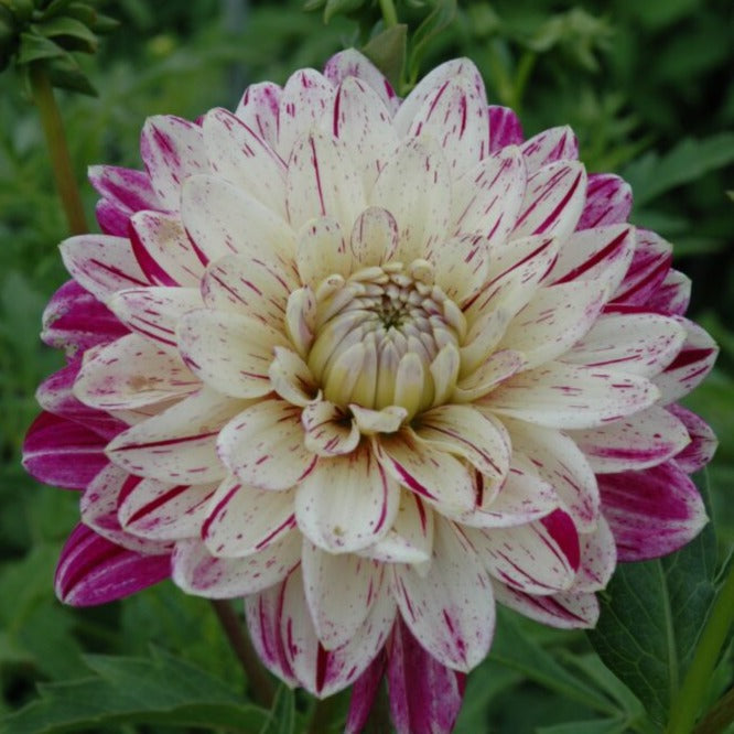 Dahlia 'Smokey'