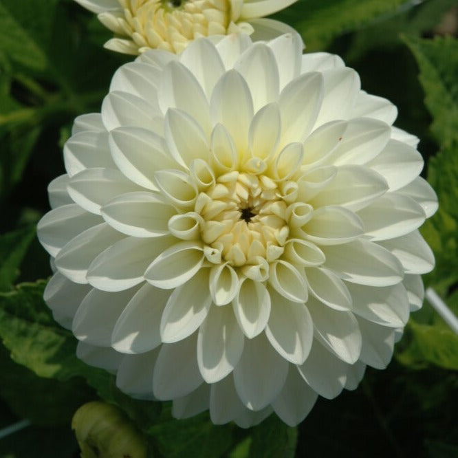 Dahlia 'Snow Cap'