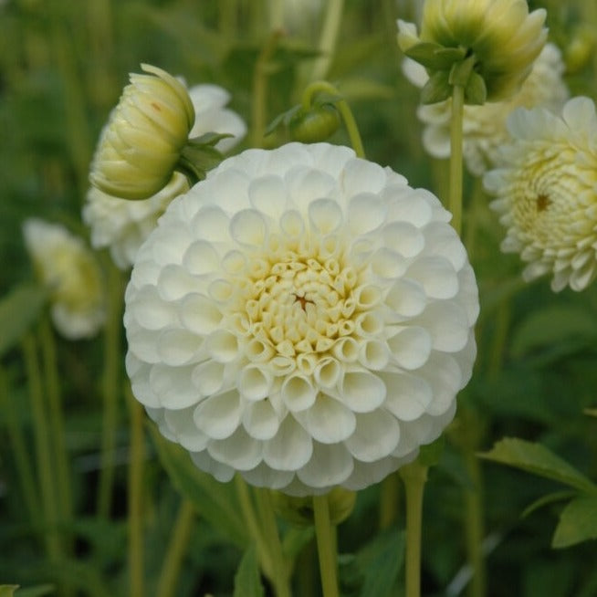 Dahlia 'Snowflake'