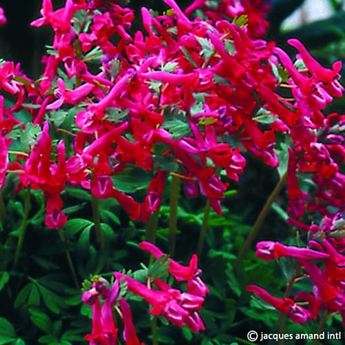 Corydalis solida 'George Baker'