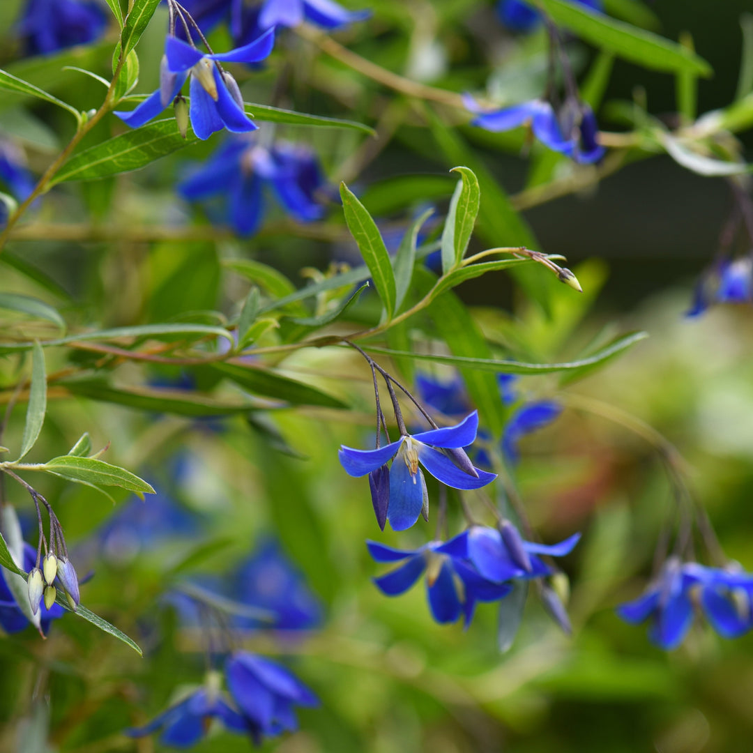 Sollya heterophylla 'Ultra Blue'