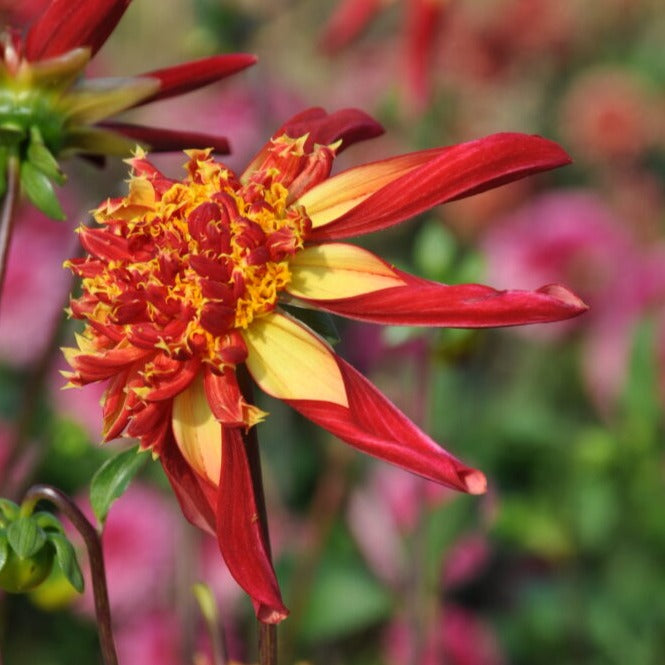 Dahlia 'Octopus Sparkle'