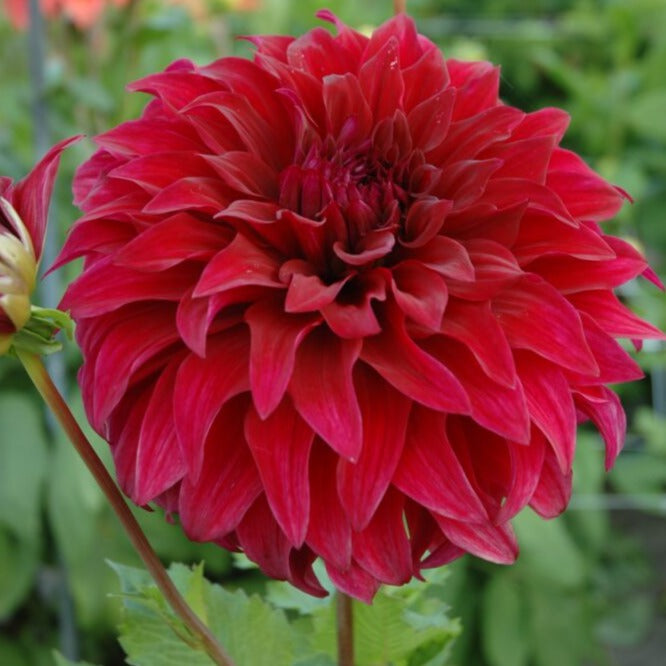 Dahlia 'Spartacus'