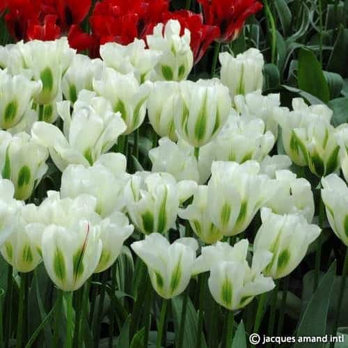 Tulip Spring Green