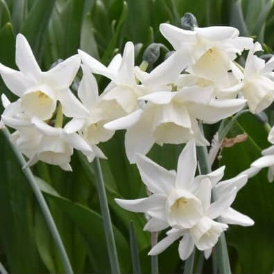 Narcissus 'Starlight Sensation'