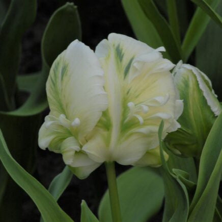 Tulip 'Super Parrot'