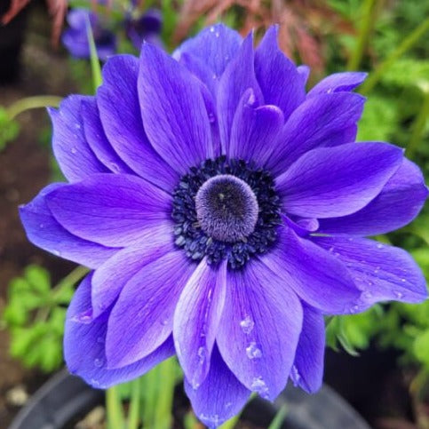 Anemone De Caen 'St. Brigid The Admiral'