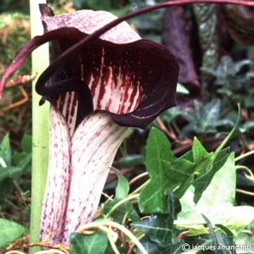 Arisaema thunbergii subsp. urashima