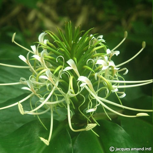 Hedychium thyrsiforme