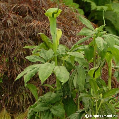 Arisaema tortuosum