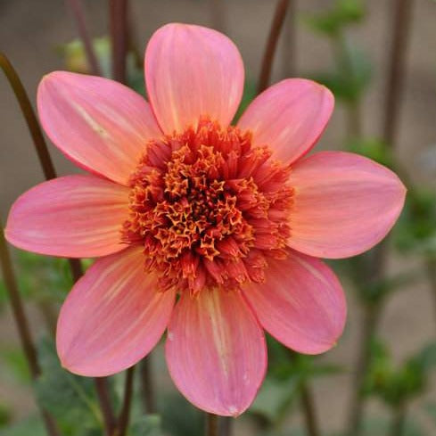 Dahlia 'Totally Tangerine'