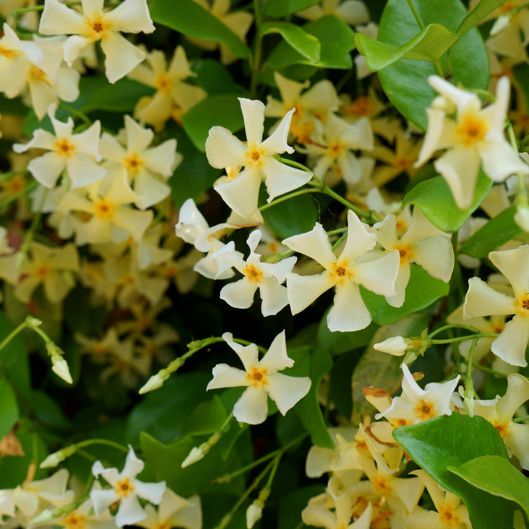 Trachelospermum 'Star of Tuscany'