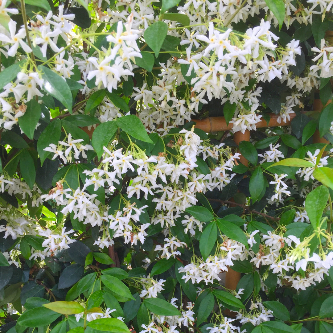 Trachelospermumasiaticum white flowering tree
