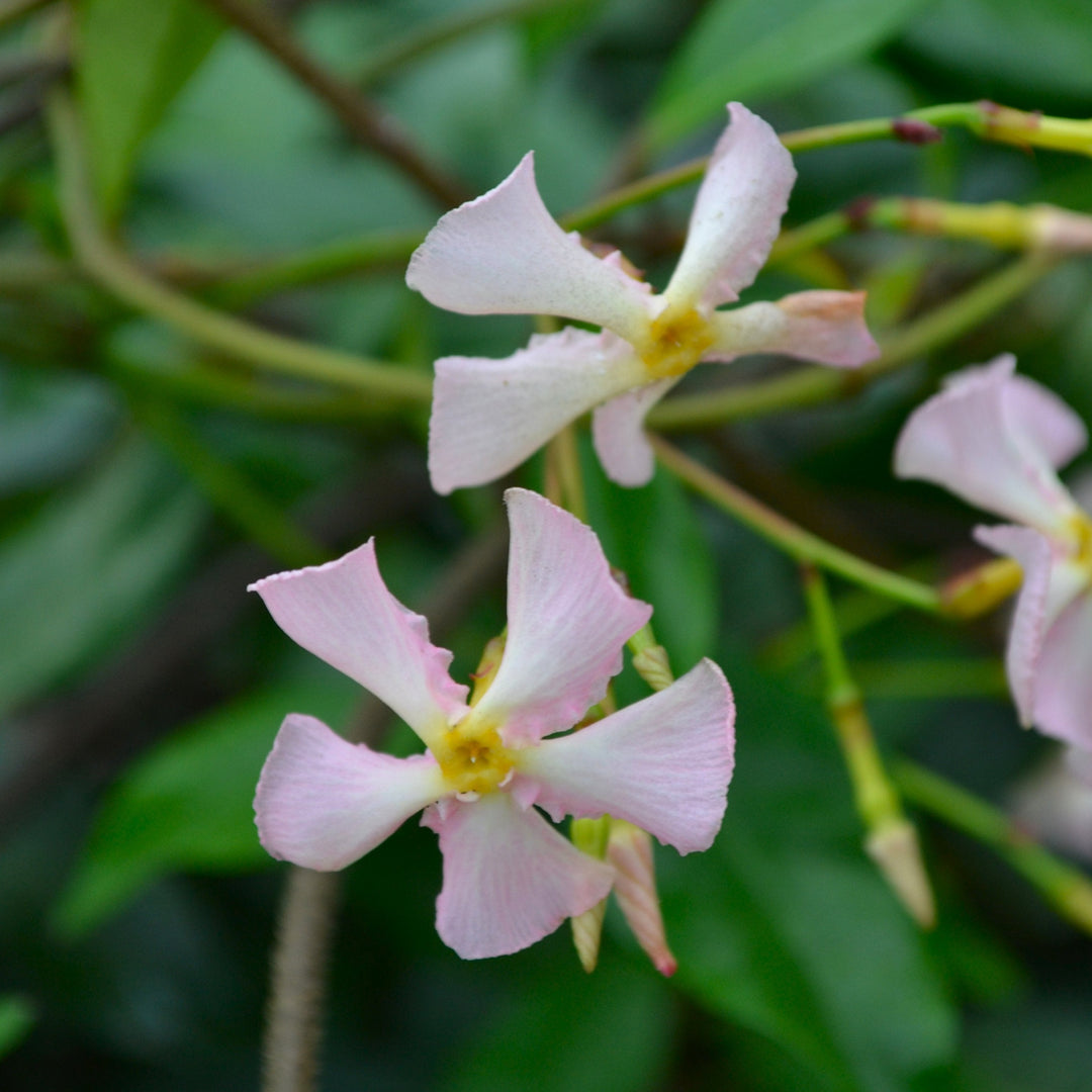 Trachelospermum asiaticum 'Pink Showers'