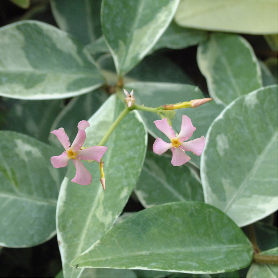 Trachelospermumstarofmilano pink flowers on green leaves