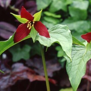 Trillium erectum