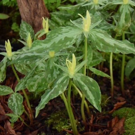 Trillium luteum
