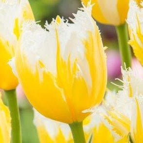 Tulip 'Burning Flame' Bulbs