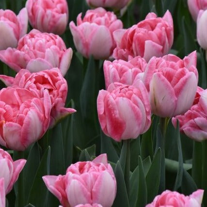 Tulip 'Foxtrot'