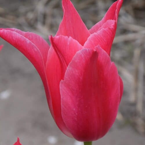 Tulip 'Mariette'