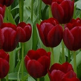 Tulip 'National Velvet'