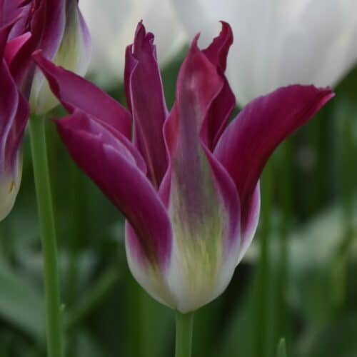 Tulip 'Purple Dance'