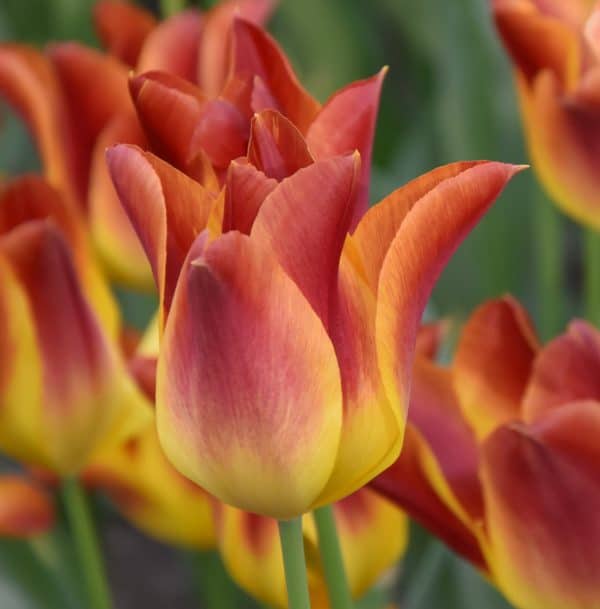 Tulip Striking Match