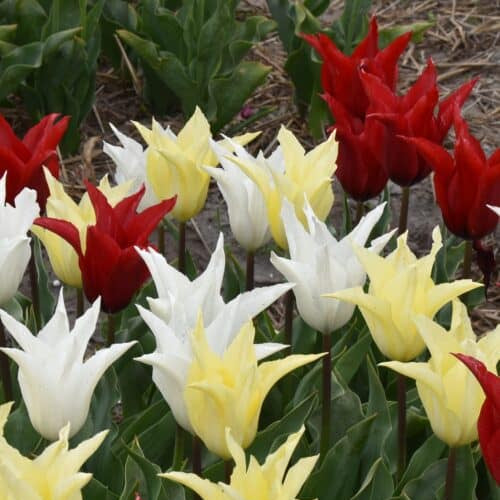 Tulip Tres Chic Festival