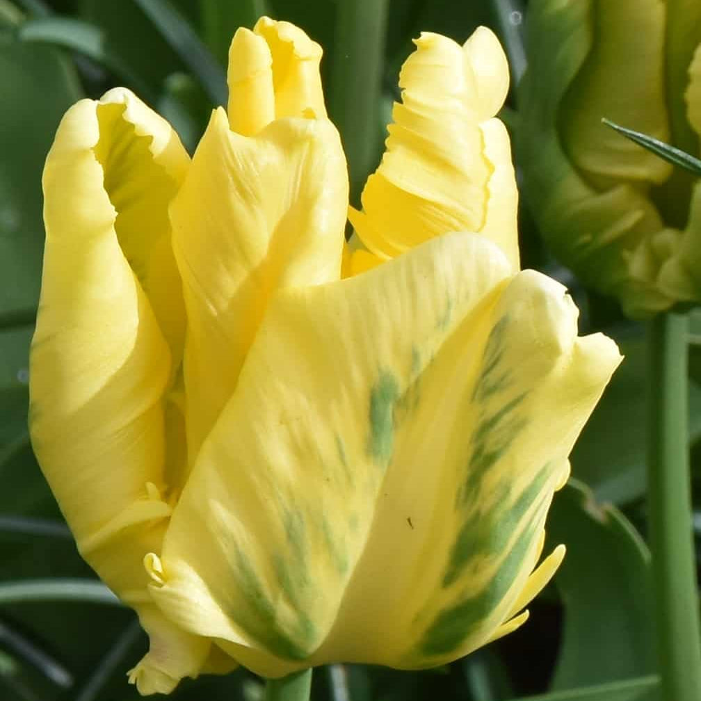 Tulip Yellow Madonna