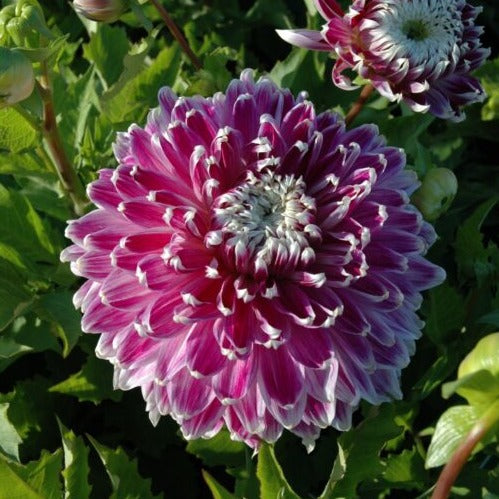 Dahlia 'Vancouver'