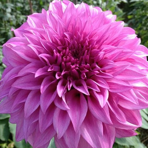 Dahlia 'Vassio Meggos'