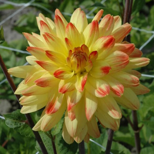 Dahlia 'Vectra'