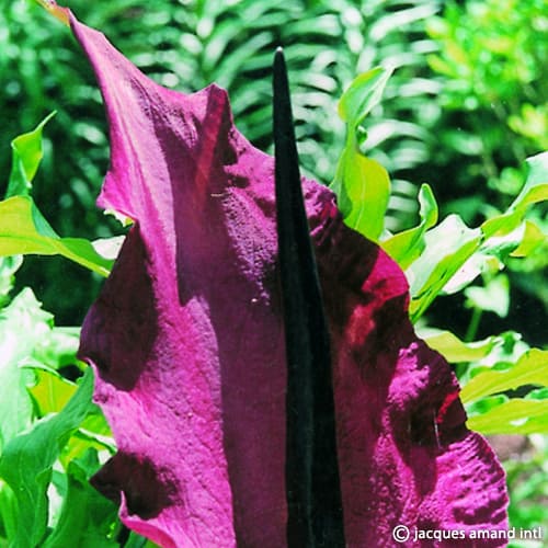 Dracunculus vulgaris