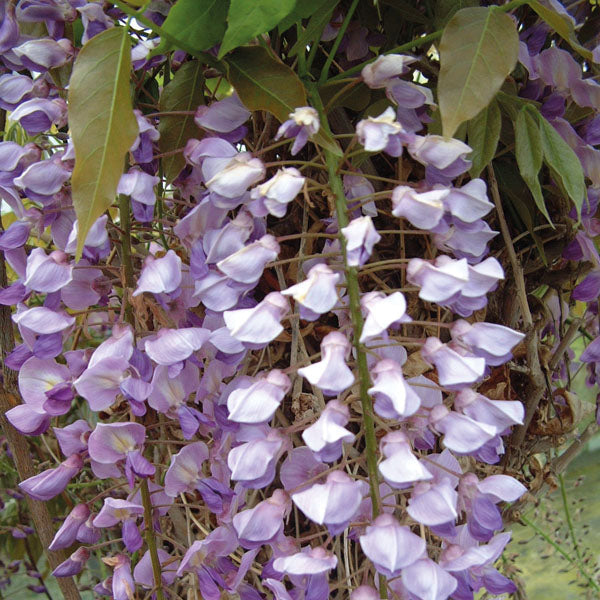 WISTERIAFLORIBUNDAcascade - purple cascading flowers