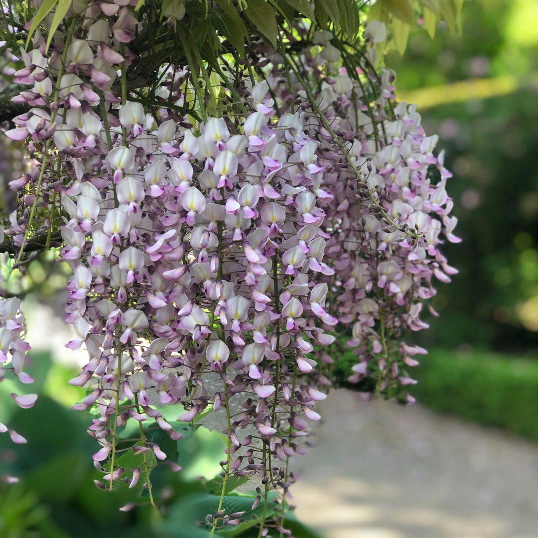 WISTERIAfrutescensLONGWOODPURPLE - hanging white and pink flowers