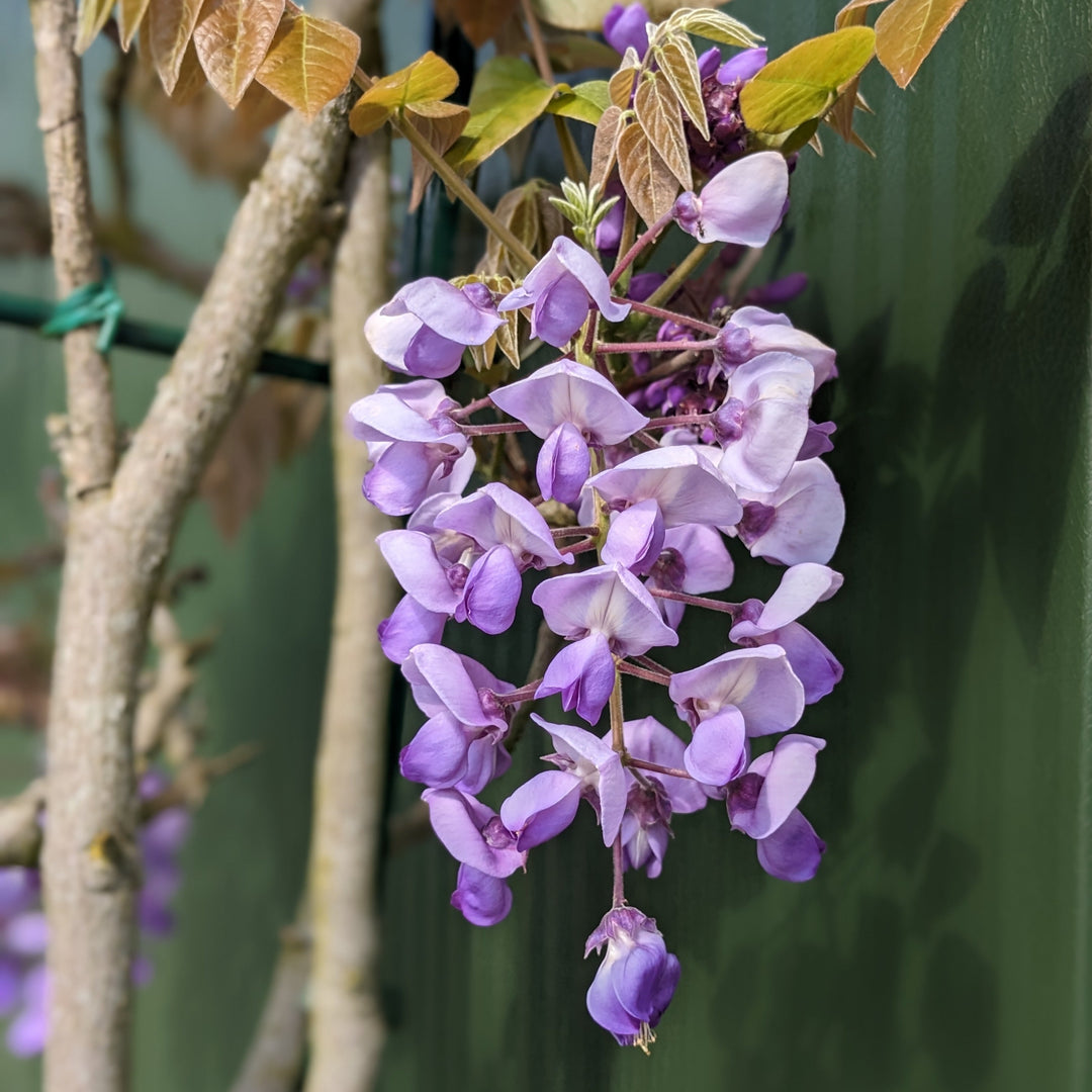 Wisteria brachybotrys 'Okayama'