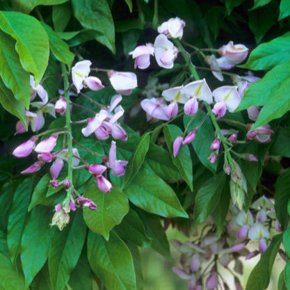 Wisteria brachybotrys 'Shiro Beni'