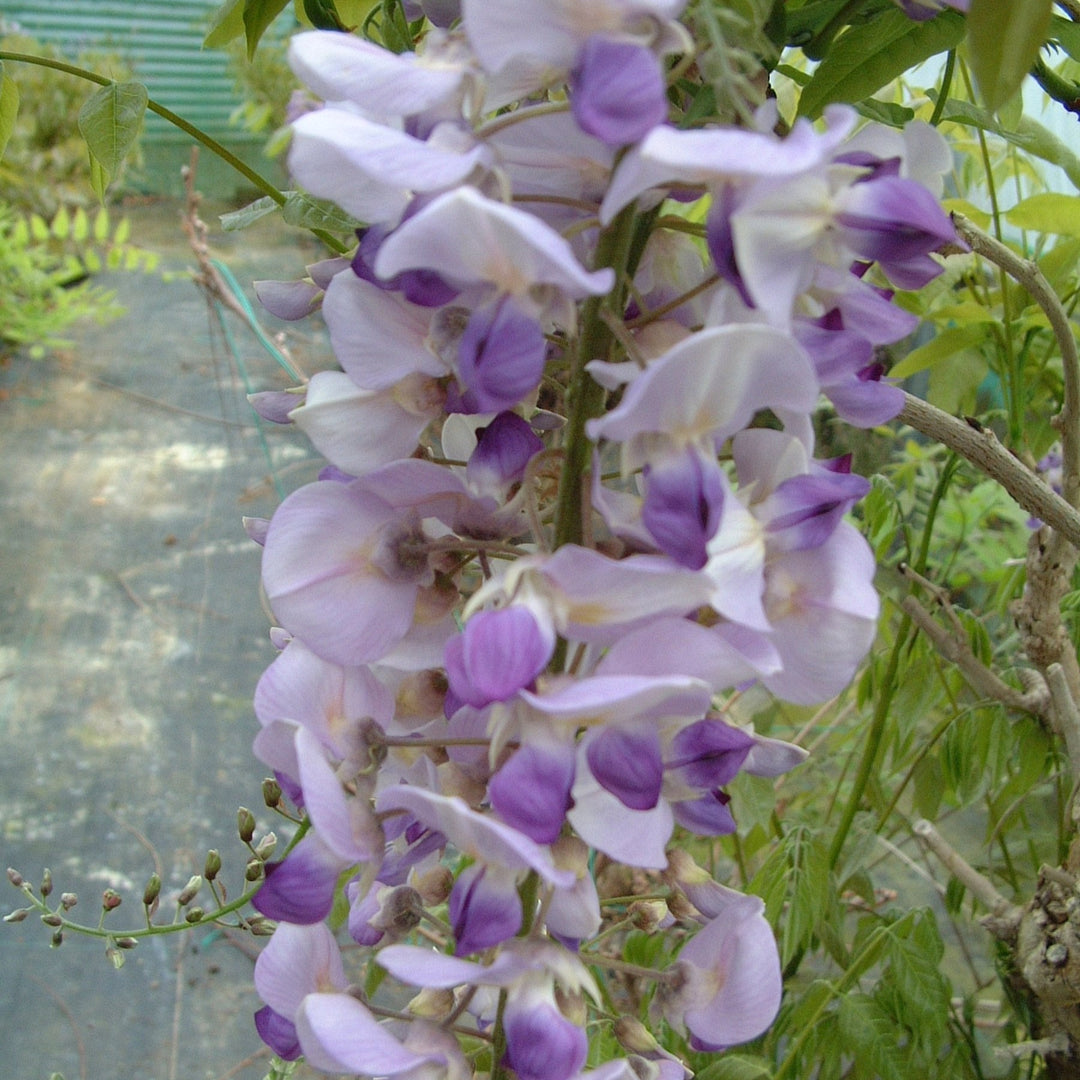 Wisteria floribunda 'Burford'