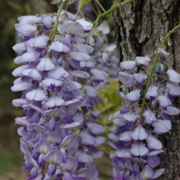 WisteriafloribundaRusselliana hanging lilac plants