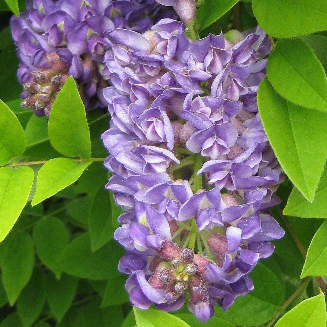Wisteria floribunda 'Lavender Falls'