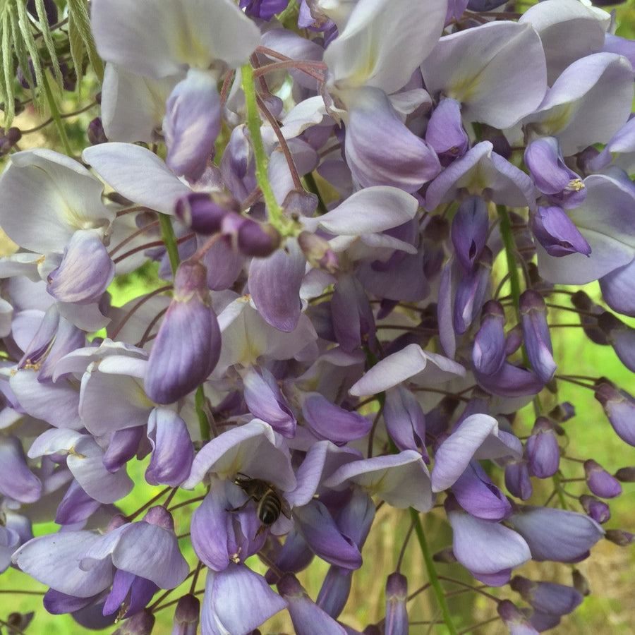 Wisteria sinensis 'Prolific'