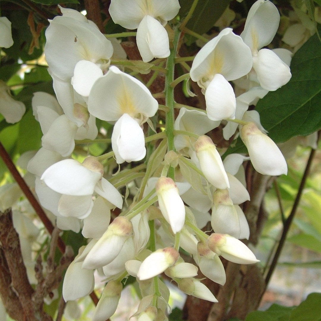 Wisteria sinensis 'White Silk'