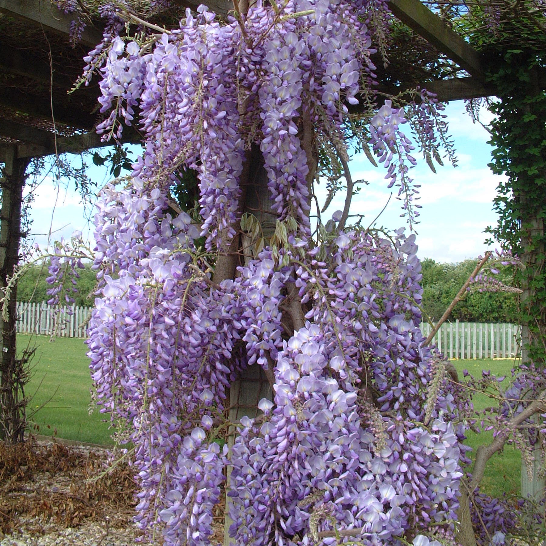 Wisteria sinensis (Chinese Wisteria)