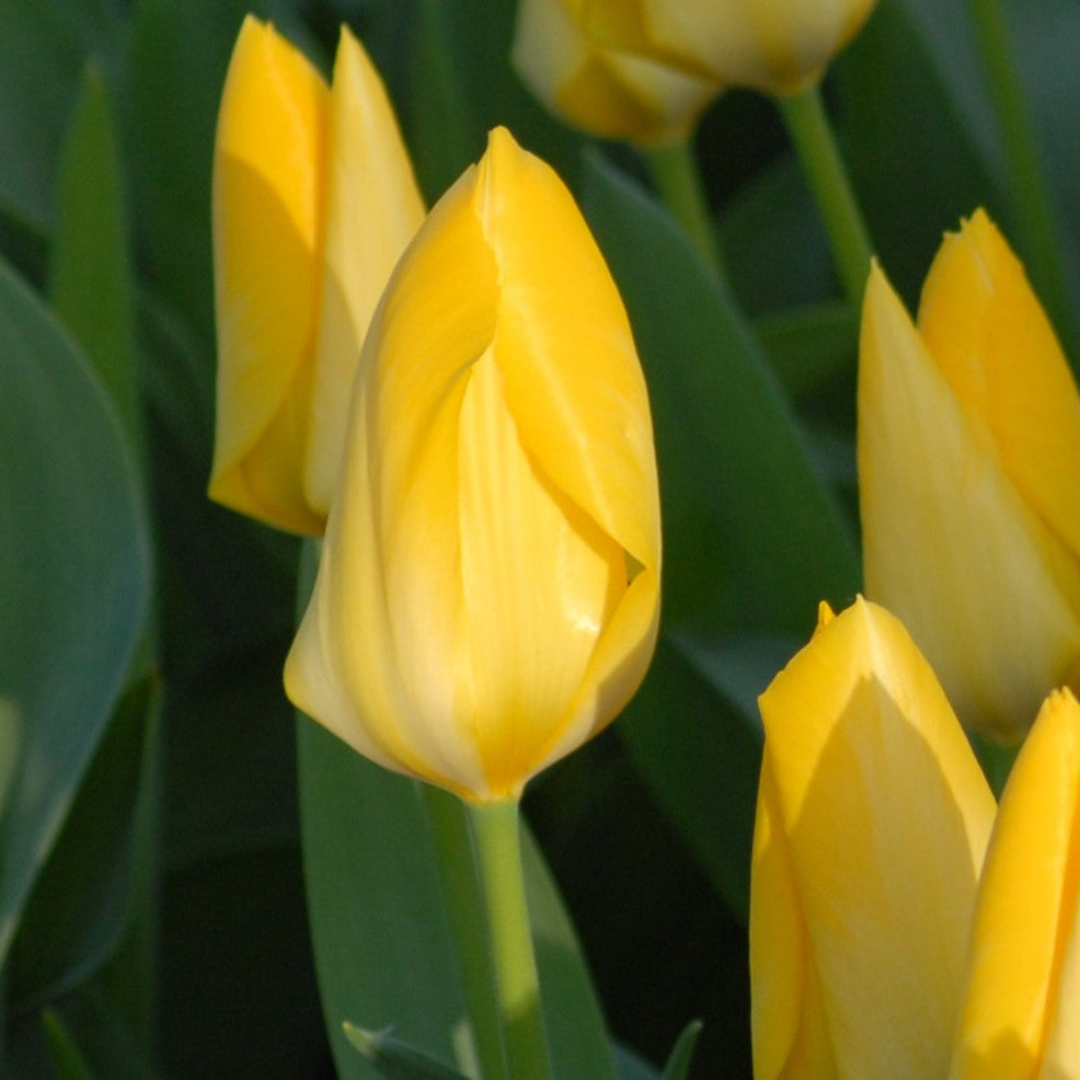 Tulip 'Yellow Purissima' Bulbs