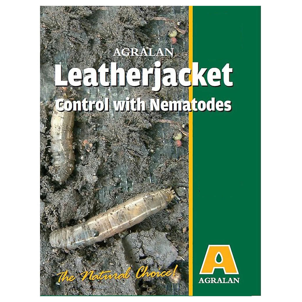 Leatherjacket Nematodes Natural Lawn Pest Control Solution leatherjacket-nematodes-natural-lawn-pest-control-solution