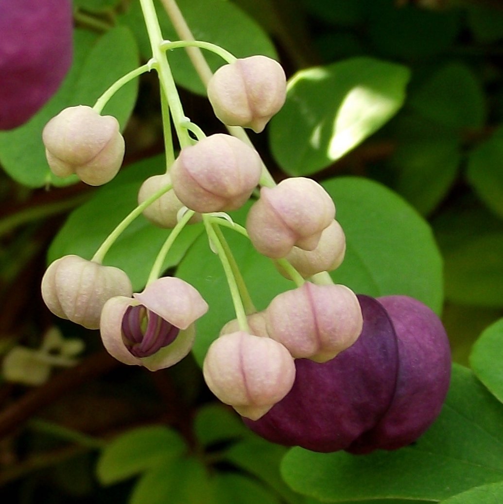 Silver bell plants, pink white and purple