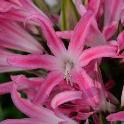 Amarine belladiva 'Paris'