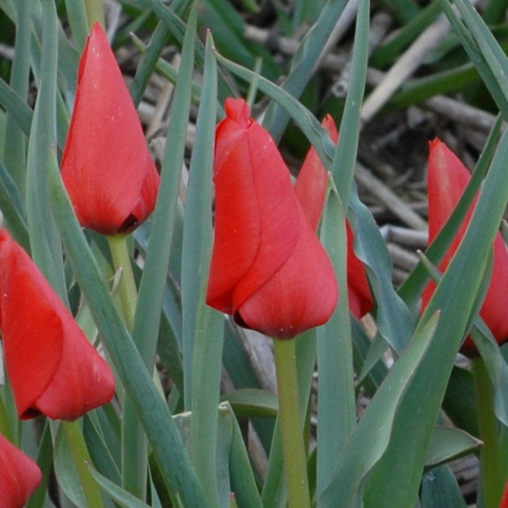 Tulip linifolia 'Red Hunter'
