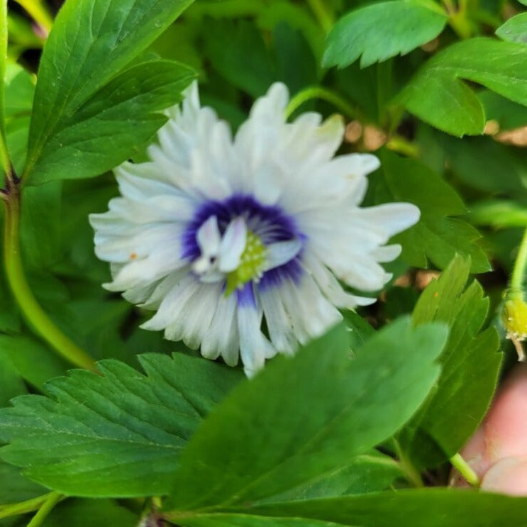 Anemone nemorosa 'Blue Eyes'